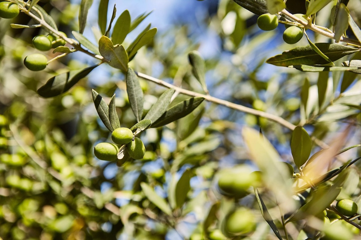 L'uso dell'irrigazione in olivicoltura protegge le produzioni e migliora la qualità del prodotto finale